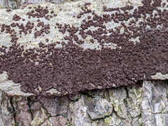 Rosellinia corticium