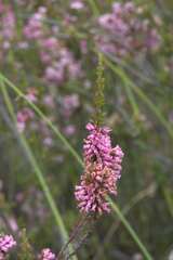 Erica daphniflora