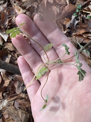 Corydalis