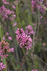 Erica daphniflora