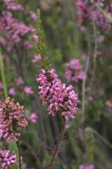 Erica daphniflora
