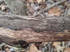 Rosellinia corticium