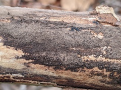 Rosellinia corticium