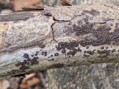 Rosellinia corticium