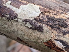 Rosellinia corticium