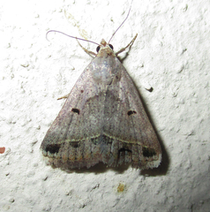 Acantholipes trimeni