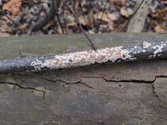 Cylindrobasidium evolvens