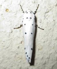 Ethmia coscineutis