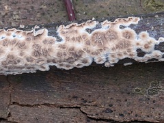 Cylindrobasidium evolvens