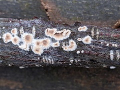 Cylindrobasidium evolvens