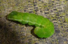 Phlogophora meticulosa