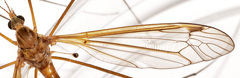 Tipula tephrocephala