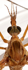 Tipula tephrocephala