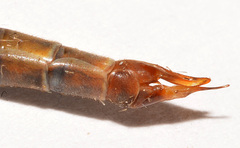 Tipula tephrocephala