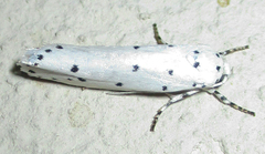 Ethmia coscineutis