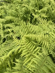 Dennstaedtia punctilobula