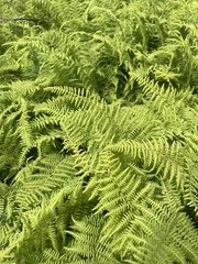 Dennstaedtia punctilobula