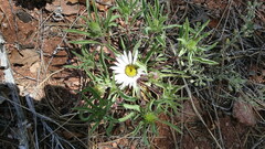 Townsendia grandiflora