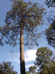 Pinus pseudostrobus