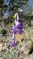 Penstemon secundiflorus