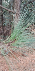 Pinus pseudostrobus