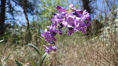Penstemon secundiflorus