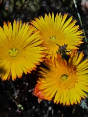 Lampranthus bicolor