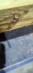 Ero tuberculata