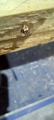 Ero tuberculata