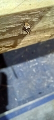 Ero tuberculata
