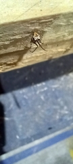 Ero tuberculata