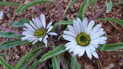 Townsendia grandiflora