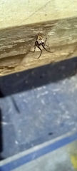 Ero tuberculata