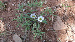 Townsendia grandiflora