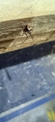 Ero tuberculata