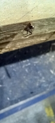 Ero tuberculata