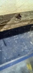 Ero tuberculata