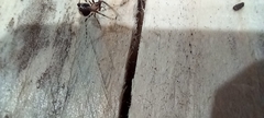 Ero tuberculata