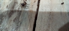 Ero tuberculata