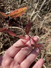 Bignonia capreolata