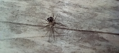 Ero tuberculata