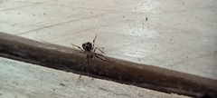 Ero tuberculata