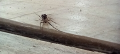 Ero tuberculata