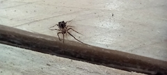Ero tuberculata