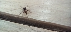 Ero tuberculata