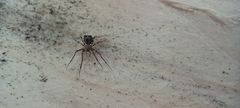 Ero tuberculata