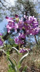 Penstemon secundiflorus