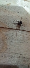 Ero tuberculata