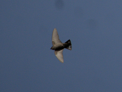 Ptyonoprogne concolor