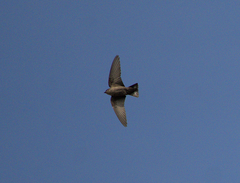 Ptyonoprogne concolor